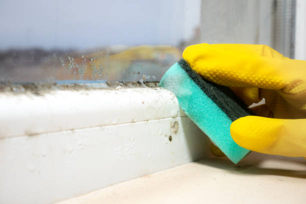 Best Insurance-Related Mold Remediation in Bossier City, LA